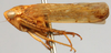 Habitus, lateral view on Allophleps inspersa Bergroth, 1920 now Allophleps eques (Jacobi, 1910): Allophleps inspersa, laterally (AMNH). (Observation).