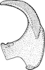 Aedeagus, lateral view: !! display not done !! on Allygus mixtus (Fabricius, 1794): Aedeagus, lateral view. (Observation).