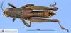 CollectionObject 1565749; MLP3667, edc77f0e-7482-48a2-a6ae-36f37c1002b6: male, dorsal view (paratype). (CollectionObject).