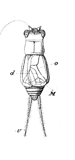 Pl. 11, Fig.7-3, as Nemobius femoratus. male, dorsal view. Depicts Bobilla bivittata (Walker, 1869), an Otu.