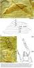Grammoderma identicum Yin, Shih, Engel & Ren, 2024: Grammoderma identicum, female. (Otu).