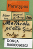 CollectionObject 1590657; e414707c-2f4c-4997-94ef-a807095e25ae: labels (paralectotype). (CollectionObject).
