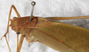 CollectionObject 1566576; NMW 4034, fc9ef98f-ab36-42c7-85ea-9eb25e0e2f2f: female, dorsal view. (CollectionObject).
