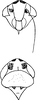 Head: !! display not done !! on Cicadula (Cicadula) quadripunctata (Villers, 1789): Head, pro-, and mesothorax. (Observation).