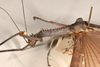 CollectionObject 1562044; a67b131b-87db-4825-82d2-6101bda753bd: copyright OUMNH. female: head & thorax, lateral view of Phasma (Necroscia) curtipes (holotype). (CollectionObject).