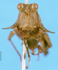 CollectionObject 1505197; 371505dc-b669-4c28-8686-1683e50f6697: male, frontal view (paralectotype). (CollectionObject).