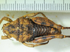 CollectionObject 1498690; cc0ce4fd-6af0-4c7a-81dd-dedcb6b5cbce: male, dorsal view. (CollectionObject).