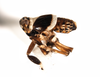 Habitus, lateral view: !! display not done !! on Pissonotus flabellatus (Ball, 1903): (Observation).