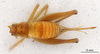 CollectionObject 2804147; FCE- GY 81, occurrenceID:- GY 81, b074a7b2-1a73-436c-a1ef-262336d5d324: C. L. Cueva Del Cerro Largo, Marzo/1996, A. Bentos A. Olmos. Female, dorsal habitus. Facultad de Ciencias - UDELAR (FCE - GY 081). (CollectionObject).