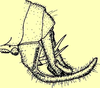 Mirollia (Mirollia) quadripunctata Ingrisch, 1990: literature. (Otu).
