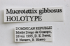CollectionObject 1523454; d9877abc-e54e-496e-a916-20f1b666e9e8: labels (holotype. (CollectionObject).