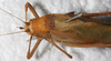 CollectionObject 1532267; NMW 10375, 19959b67-3d57-4723-900e-f534c575753f: female, dorsal view (holotype). (CollectionObject).