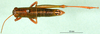 CollectionObject 1502829; 6288b93a-b5a5-4439-bfa1-7bc74091ccd7: male, dorsal view. (CollectionObject).