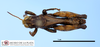 CollectionObject 1514374; 28fc909f-a323-4f58-8be0-a504e1ae2076, MLP2377/1: male, dorsal view (paratype). (CollectionObject).