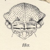 Head: !! display not done !! on Aetalion reticulatum (Linnaeus, 1758): (Observation).