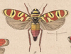 Habitus, dorsal view on Agrosoma pulchellum (Guérin-Méneville, 1829): (Observation).