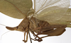 CollectionObject 1529743; NHRS NRM-ORTH0009197, 49682db8-3297-4dbf-8e63-9bbe870ab061: male habitus, lateral view (holotype). (CollectionObject).