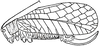 Lophaspis scabriuscula Brunner von Wattenwyl, 1895: female habitus (tegmina 40.5-52 mm). (Otu).