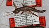 CollectionObject 1564082; 90568aad-6a70-4d59-8add-d05e624ec650: copyright USNM, Washington. male, lateral view (paratype). (CollectionObject).;CollectionObject 1564083; 10ca4ce0-03f8-4d2b-9e1b-aff94c5edf98: copyright USNM, Washington. male, lateral view (paratype). (CollectionObject).;CollectionObject 1564084; dcf67d93-c42a-4524-8842-5804c78fbd5d: copyright USNM, Washington. male, lateral view (paratype). (CollectionObject).