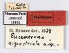 Other on Eucameruna nigrostriata Synave, 1979: (Observation).