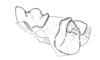 Aucacris bullocki Rehn, 1943: Fig. 27. male, phallic complex, lateral view. (Otu).