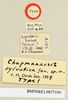 CollectionObject 1518332; 7adc23c6-a6ff-4eab-90ca-9c99853548c5: labels (holotype). (CollectionObject).