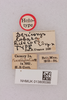 CollectionObject 1518653; 1a6e5a5b-9cdf-4106-aed6-26e476d35b90, NHMUK013806086: labels (holotype). (CollectionObject).