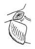 Eubliastes adustus (Bolívar, 1881): Fig. 72. female subgenital plate, lateral view. (Otu).