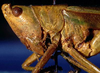 CollectionObject 1531675; 9d636657-5828-493e-b259-57ecdbea2988: female head and pronotum lateral (lectotype of Conocephalus laticeps ). (CollectionObject).
