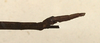 CollectionObject 1558995; b448ce16-594d-44ae-9d1e-440895b971d4: copyright ZMUH, Hamburg. male: end of abdomen, lateral veiw (holotype). (CollectionObject).