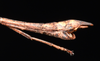 CollectionObject 1580859; 2fa28cc8-18c1-48c7-9363-81462b53e7ff: copyright FRCS, Sabah. male: end of abdomen, lateral view (holotype). (CollectionObject).