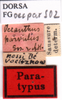 CollectionObject 1505382; 476e9009-dda7-4315-94b7-afb4882f0c09: labels (syntype of Oecanthus parvulus). (CollectionObject).