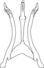 Aedeagus, ventral view on Zyginella tsauri Chiang, Hsu & Knight, 1989: Aedeagus, ventral view. (Observation).