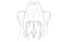 Brakeracris varablancensis Rowell, 1995: Fig. 5F. endo- and ectophallus, dorsal view. (Otu).