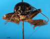 CollectionObject 1567477; 127f8291-efb9-4931-9e40-039aa375ca27: male, frontal view (paratype). (CollectionObject).