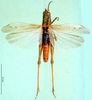 male, dorsal view (syntype). Depicts CollectionObject 1500311; 1ed947c7-34b1-4192-a193-64f6bd693138, a CollectionObject.