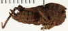 CollectionObject 1529880; NHRS 9354, 85f6fbd2-dd92-4107-94fd-0b082eba6321: female, lateral view (holotype). (CollectionObject).