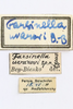CollectionObject 1528541; 4b890e37-16c7-4ee8-a374-fcf2e2bf35ad: labels (holotype). (CollectionObject).