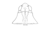 Moluchacris nigripes Cigliano, 1989: Fig. 88. female head and pronotum, dorsal view. (Otu).