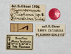 Hypercompsa fenestrina Saussure, 1864: (Otu).