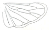Hind wing: !! display not done !! on Driotura gammaroides (Van Duzee, 1894): Driotura gammaroides, macropterous, hindwing. (Observation).