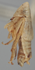 Habitus, lateral view on Athysanella (Gladionura) rata Ball & Beamer, 1940: Lateral. (Observation).