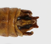 CollectionObject 1588732; f004aa3b-7866-403e-9d70-bc3c0dbdb397: male abdominal terminalia, dorsal view. (CollectionObject).