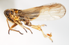 Habitus, lateral view on Nothodelphax foveatus (Van Duzee, 1897): (Observation).