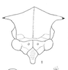 Head: !! display not done !! on Paraceresa bifasciata (Fairmaire, 1846): (Observation).