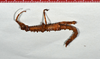 CollectionObject 1556958; d5b9a34f-4121-49be-9507-bc4ac6d69d4a: copyright CMNZ, Christchurch. female nymph of synonym Acanthoxyla fasciata (holotype). (CollectionObject).