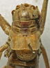 CollectionObject 1534975; ad83a573-ce73-4f21-85ce-00c27ad88970: male pronotum, dorsal view (syntype). (CollectionObject).