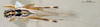 CollectionObject 1573741; 796d142d-6f00-48f2-8b6e-4b22c55d86a6: male, dorsal view. (CollectionObject).