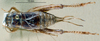 CollectionObject 1536194; NMBA 3225348, c9c319c3-6556-4371-91ee-7d890b905d4a: female, dorsal view. (CollectionObject).