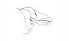Boliviacris aberrans (Ronderos, 1979): Fig. 26. apex of aedeagus, lateral view. (Otu).